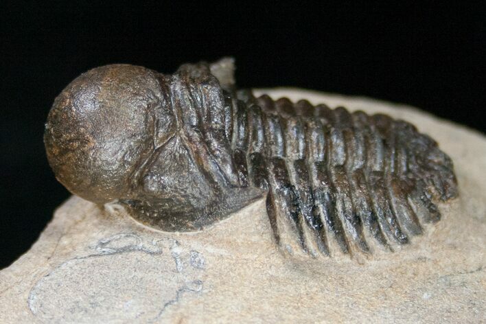 Rare Bulbous Nosed Actinopeltis Trilobite - #11491